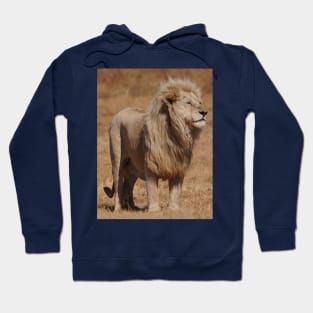 Lions Hoodie